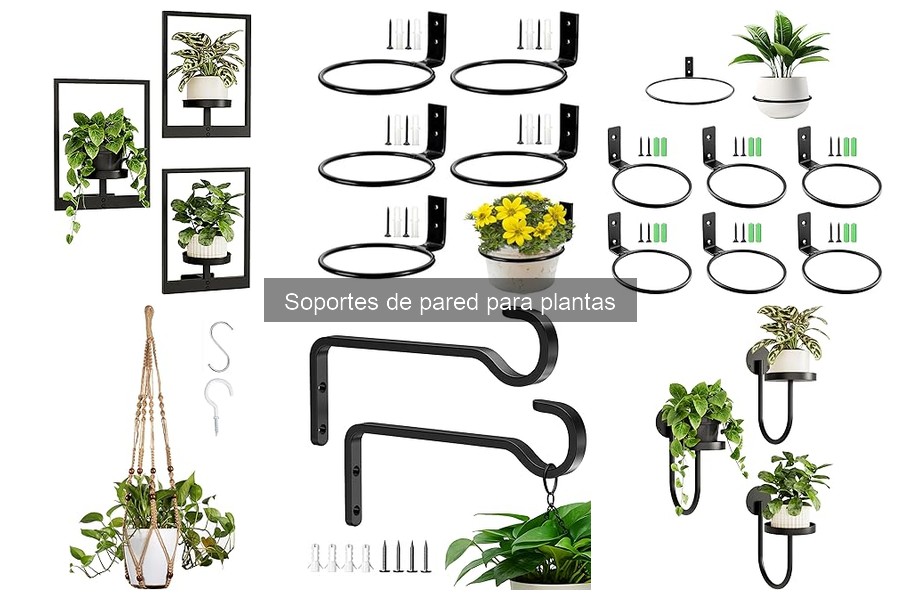 Tipos de soportes de pared para plantas: guía completa