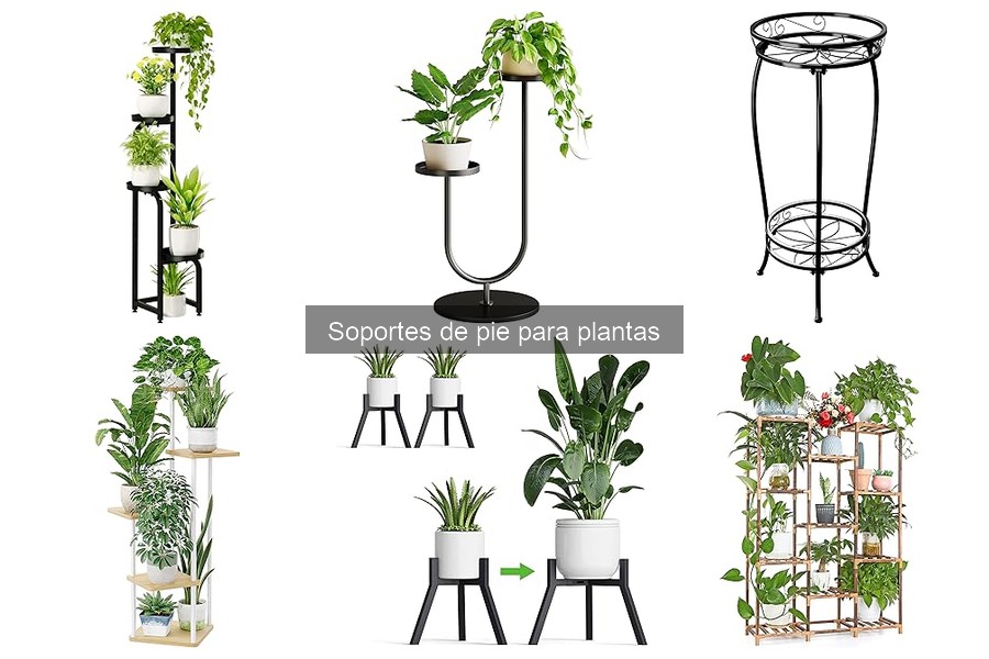 Tipos de soportes de pie para plantas: guía completa