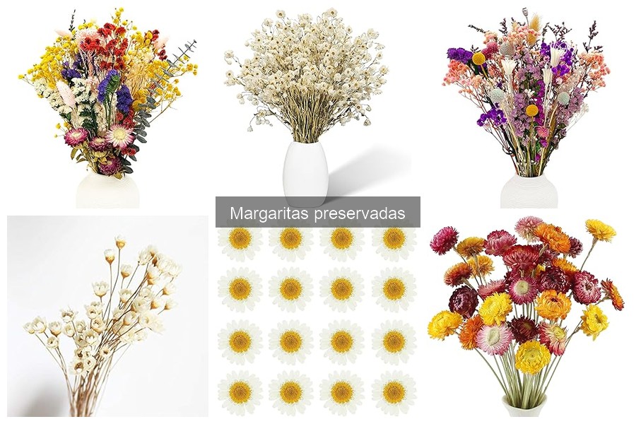 Ventajas de las Margaritas Preservadas en Decoración Floral