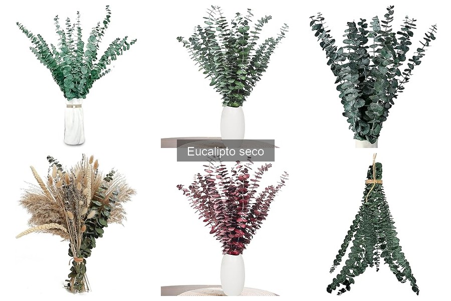 Ventajas y Desventajas del Eucalipto Seco en Decoración
